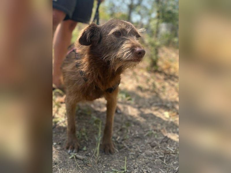 KOKO - ein total goldiges Mädchen sucht ein Zuhause
