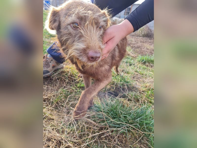 KOKO - ein total goldiges Mädchen sucht ein Zuhause