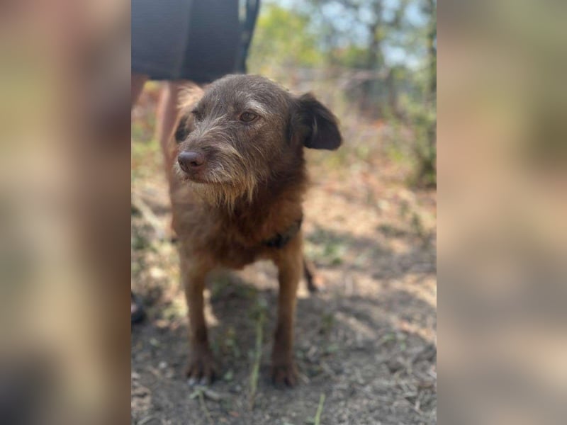 KOKO - ein total goldiges Mädchen sucht ein Zuhause