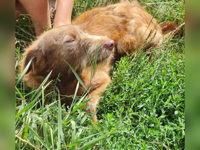 KOKO - ein total goldiges Mädchen sucht ein Zuhause