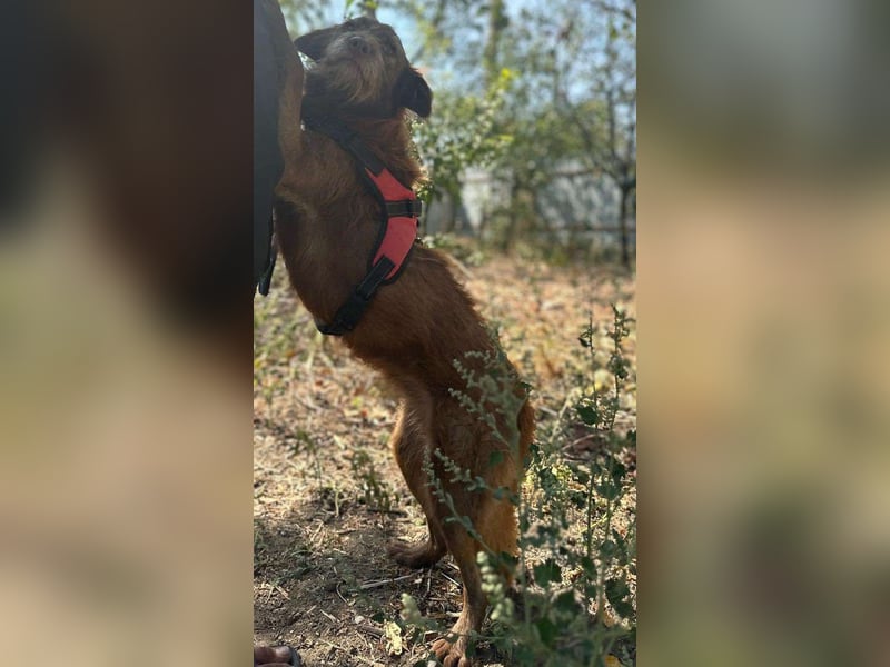 KOKO - ein total goldiges Mädchen sucht ein Zuhause