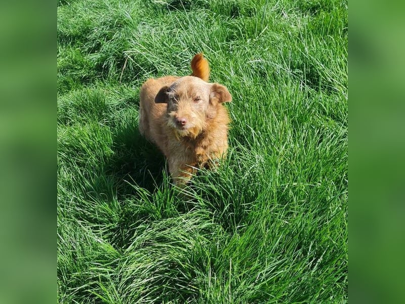 KOKO - ein total goldiges Mädchen sucht ein Zuhause