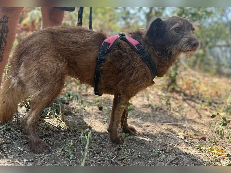KOKO - ein total goldiges Mädchen sucht ein Zuhause