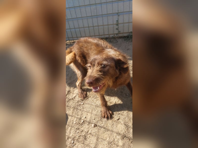 KOKO - ein total goldiges Mädchen sucht ein Zuhause