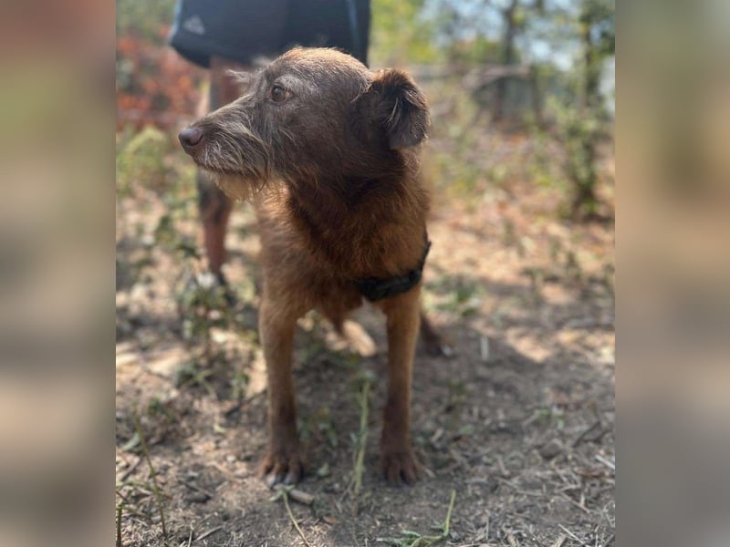 KOKO - ein total goldiges Mädchen sucht ein Zuhause