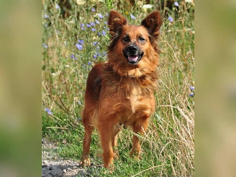 Betty Y133 hat ein sensibles und eher ruhiges Wesen