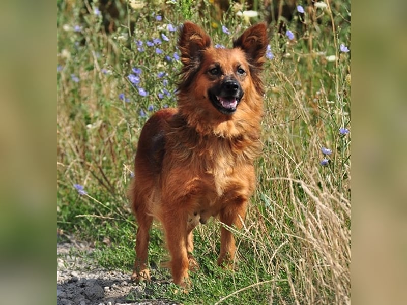 Betty Y133 hat ein sensibles und eher ruhiges Wesen