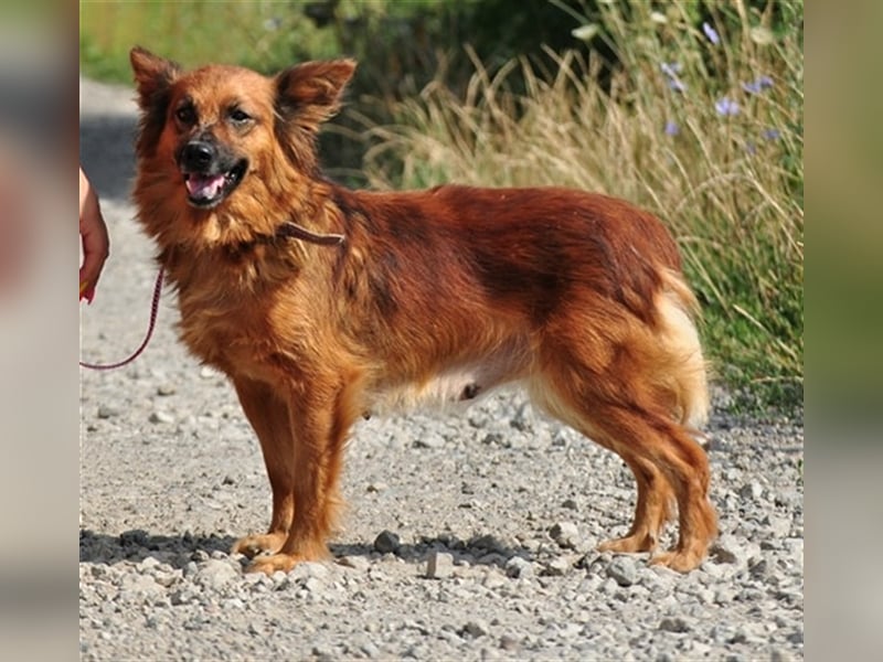 Betty Y133 hat ein sensibles und eher ruhiges Wesen