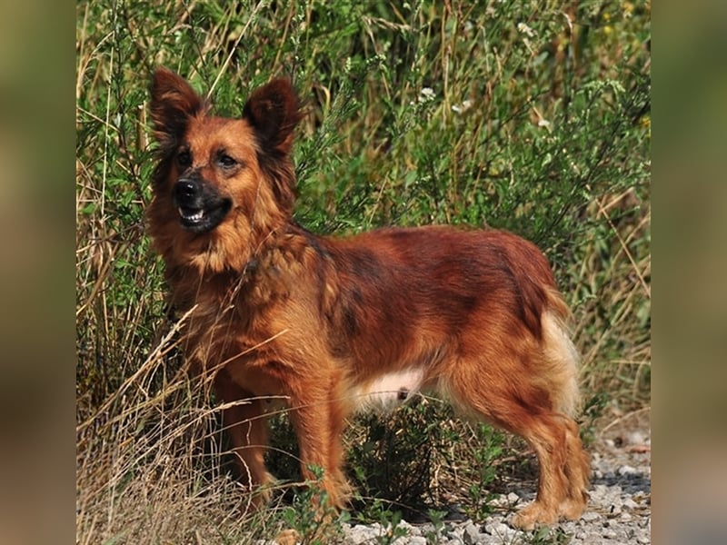 Betty Y133 hat ein sensibles und eher ruhiges Wesen