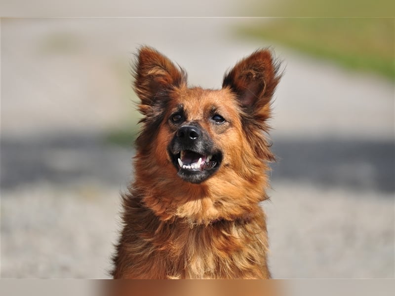 Betty Y133 hat ein sensibles und eher ruhiges Wesen