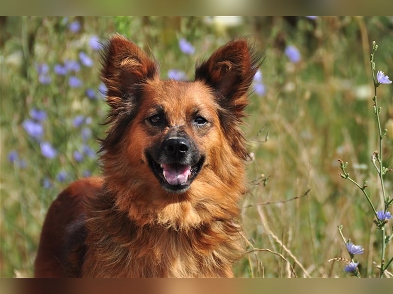 Betty Y133 hat ein sensibles und eher ruhiges Wesen