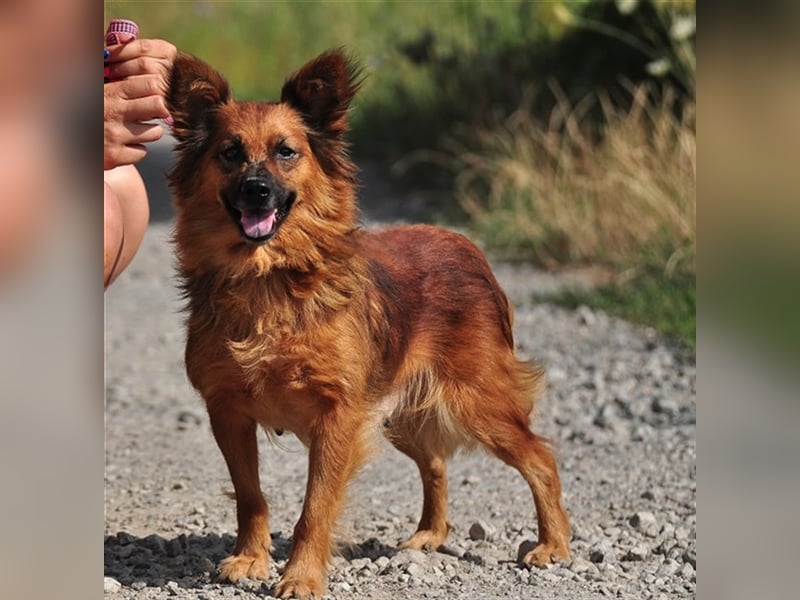 Betty Y133 hat ein sensibles und eher ruhiges Wesen