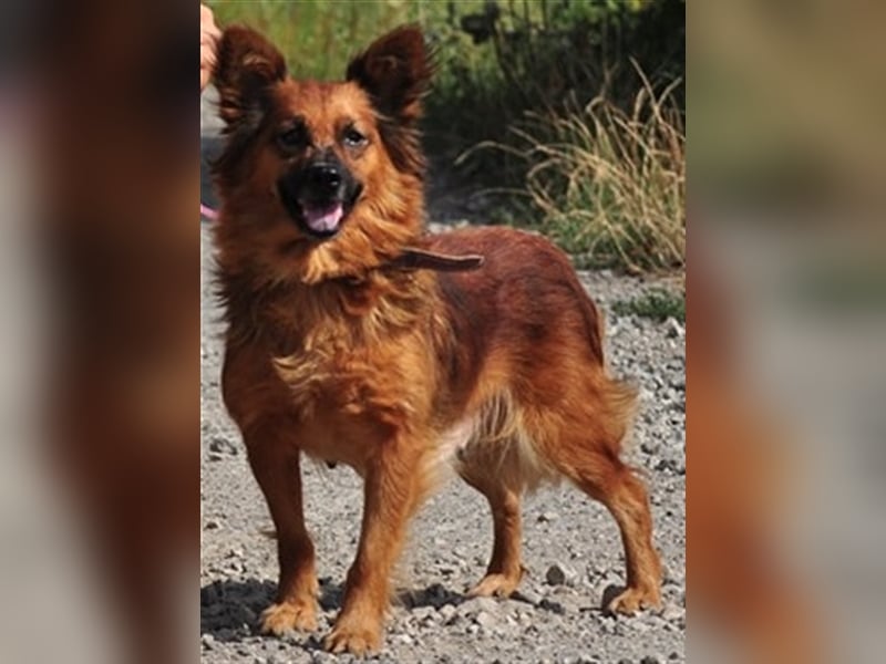 Betty Y133 hat ein sensibles und eher ruhiges Wesen