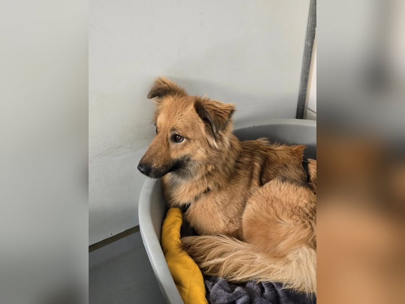 schüchterne DANI sucht geduldiges Zuhause