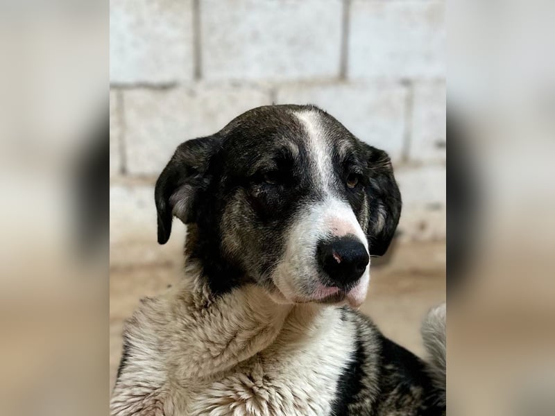 Lola - möchte endlich vertrauen