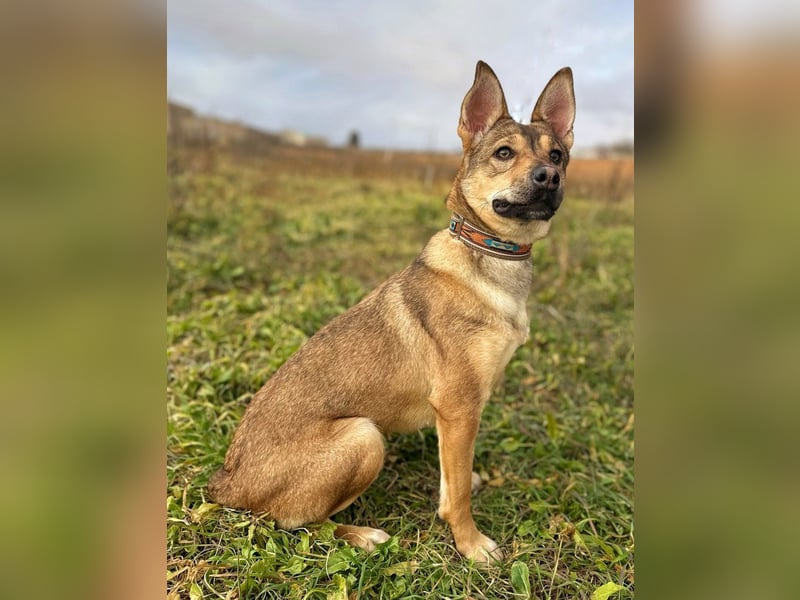 Luci - aus schlechter Haltung