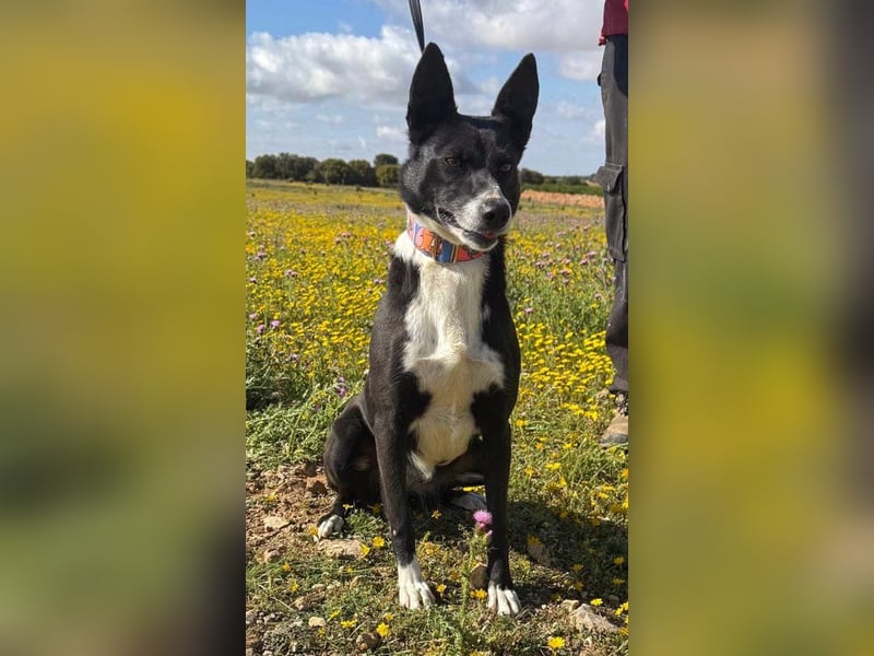 Trixie - auf Ratplatz ausgesetzt