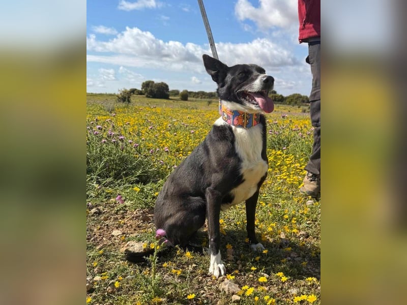Trixie - auf Ratplatz ausgesetzt