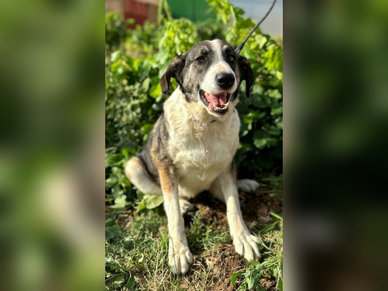 Lola - möchte endlich vertrauen