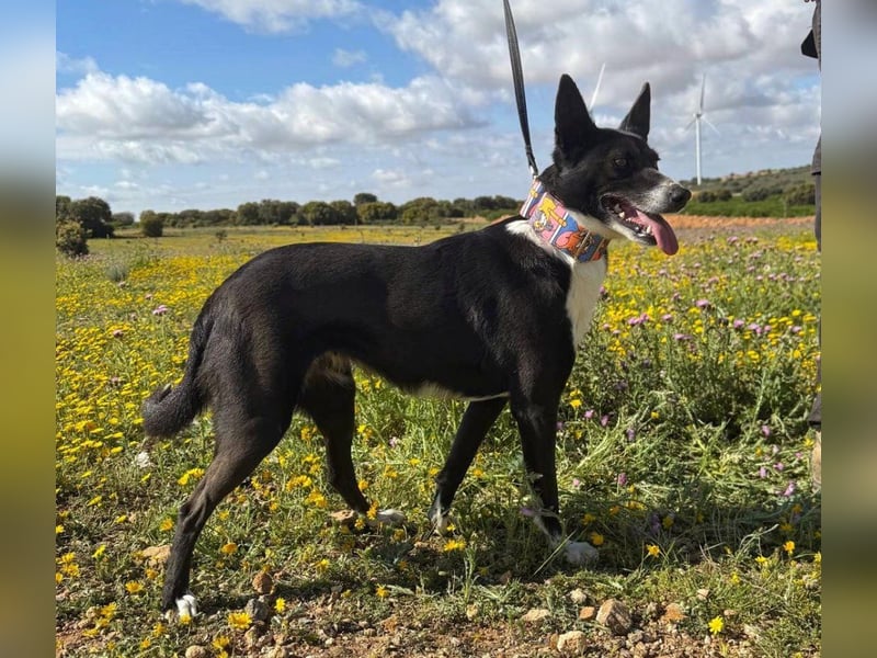 Trixie - auf Ratplatz ausgesetzt