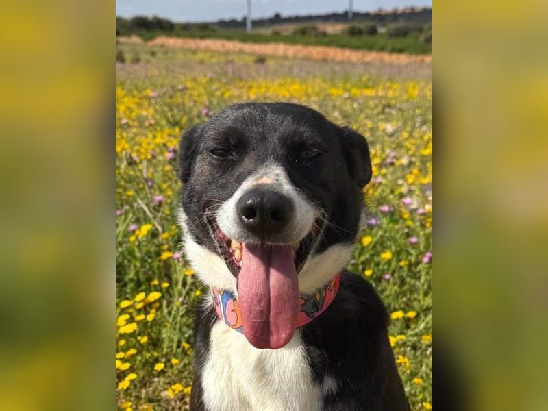 Trixie - auf Ratplatz ausgesetzt
