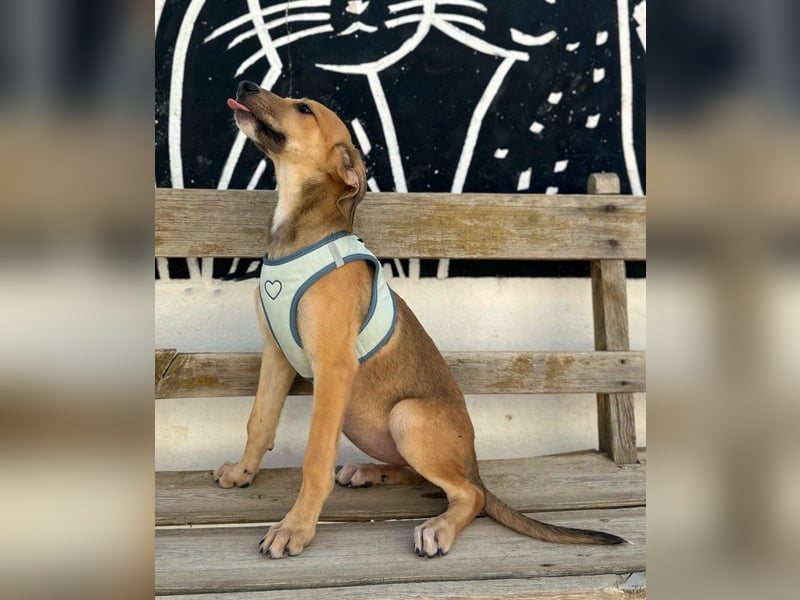 Ziva - lieb und abenteuerlustig