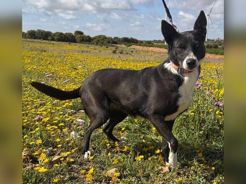 Trixie - auf Ratplatz ausgesetzt
