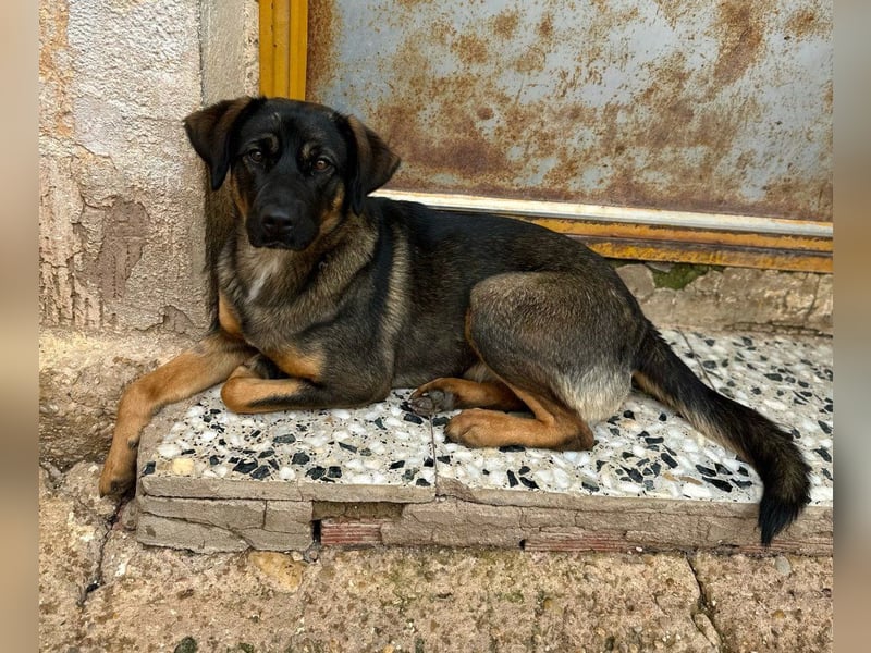 Rubí - sucht liebevolles Zuhause