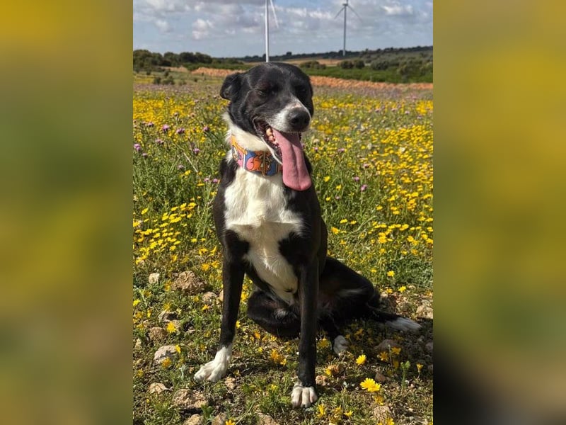 Trixie - auf Ratplatz ausgesetzt