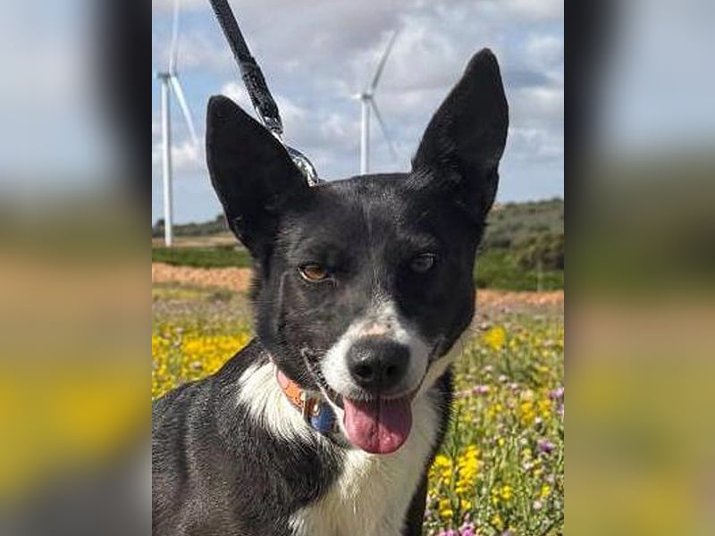 Trixie - auf Ratplatz ausgesetzt
