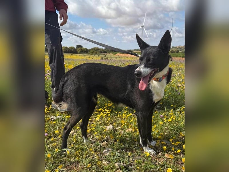 Trixie - auf Ratplatz ausgesetzt