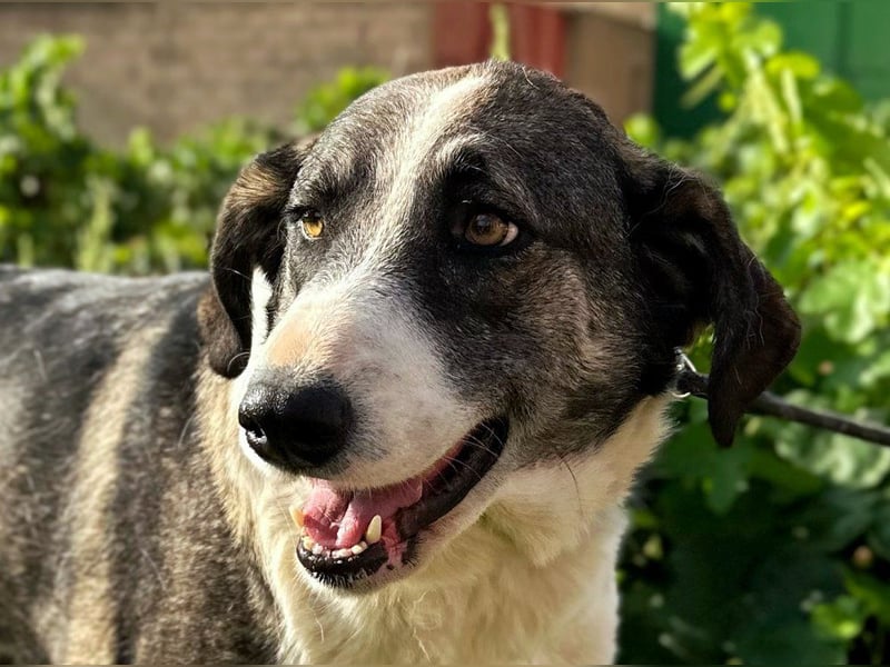 Lola - möchte endlich vertrauen