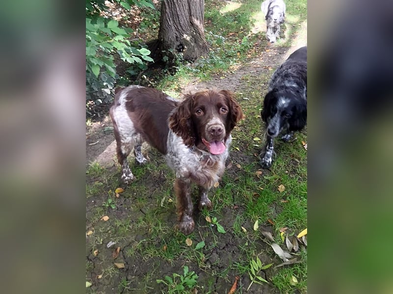 Bella – Zukunft pfötchenringend gesucht!