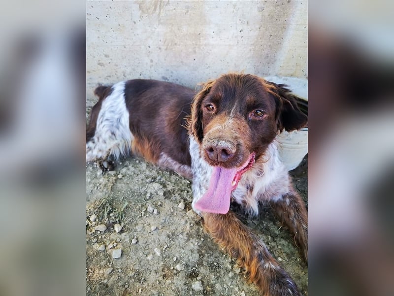 Bella – Zukunft pfötchenringend gesucht!