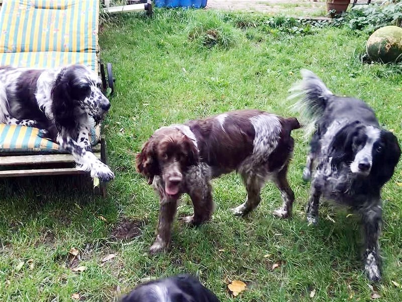Bella – Zukunft pfötchenringend gesucht!
