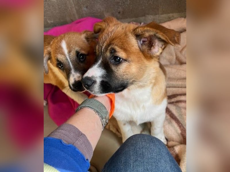 sußes Hundemädchen TILDA sucht liebevolles Zuhause