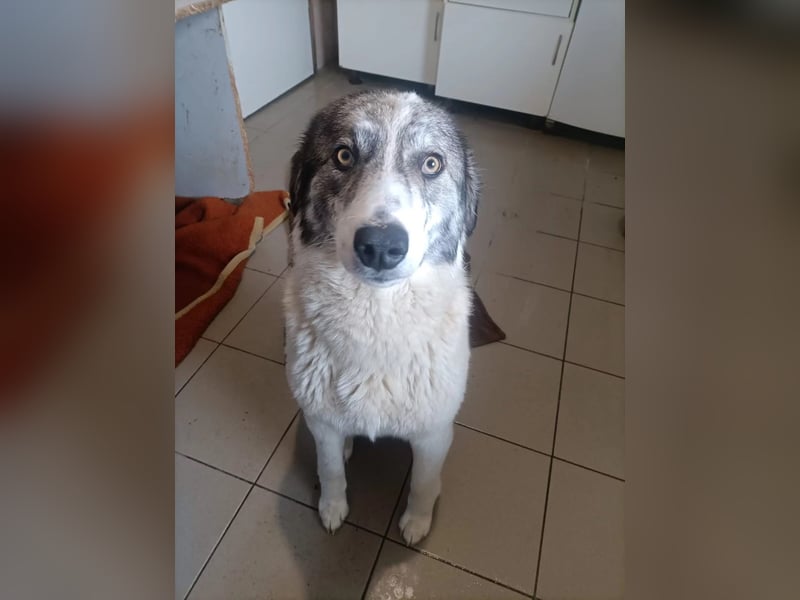 Melody sucht ihr Zuhause