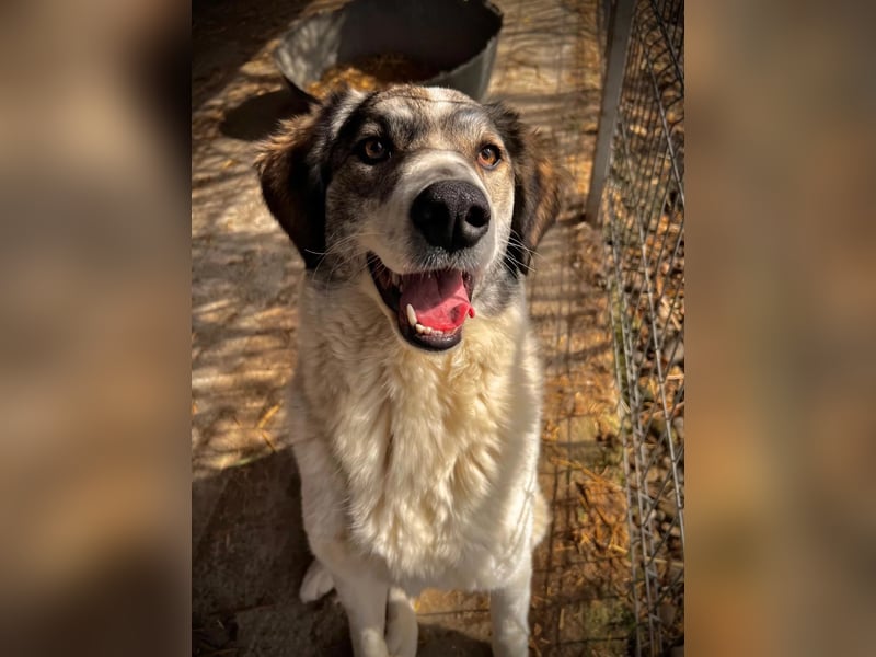 MELODY - liebenswerte Hündin sucht ihr Happy End