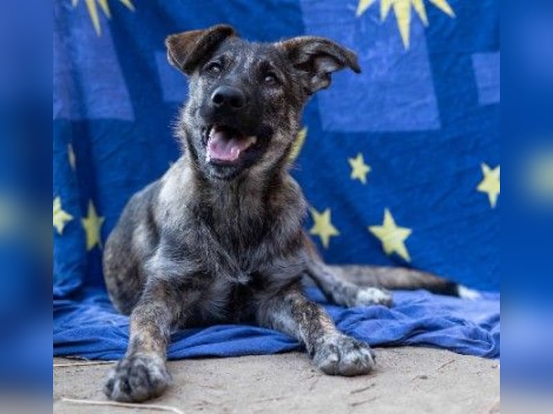 Unsere hübsche, menschenbezogene Cantabile sucht Dich