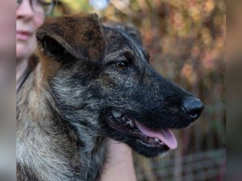 Unsere hübsche, menschenbezogene Cantabile sucht Dich
