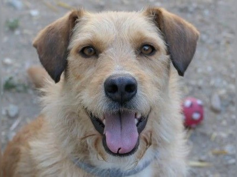 Liebenswerte Lilli sucht ihre Menschen