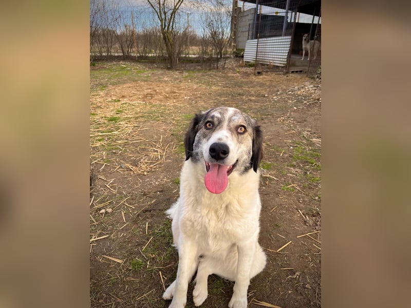 MELODY - liebenswerte Hündin sucht ihr Happy End