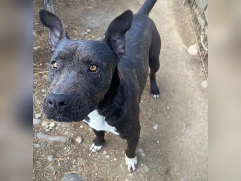 Unsere freundliche Luna sucht ein liebevolles Zuhause