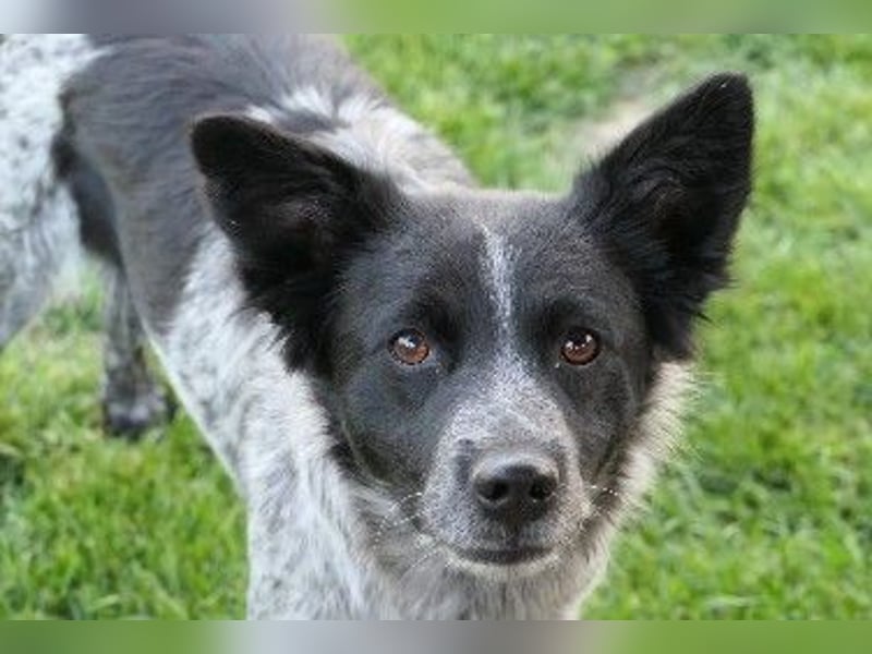 Unsere schüchterne Tarja sucht ein liebevolles Zuhause