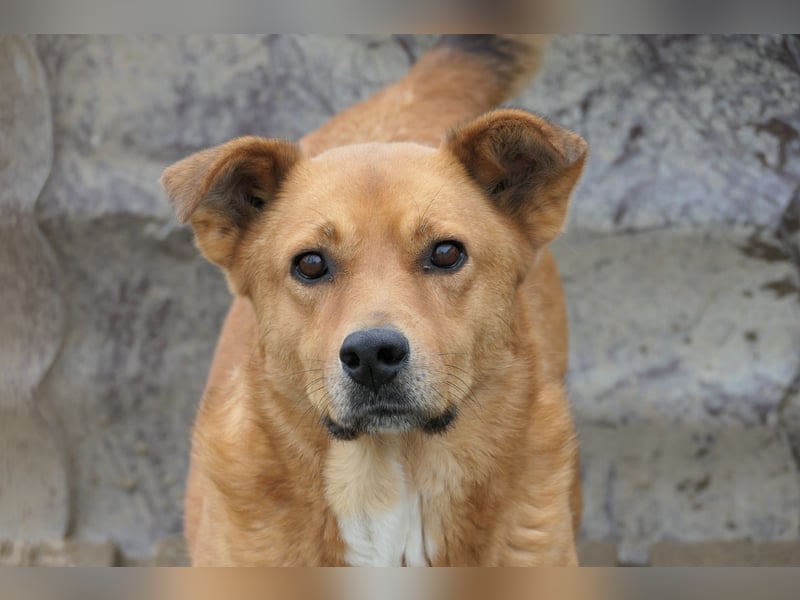 Verschmuste Daisy sucht erfahrenes Zuhause