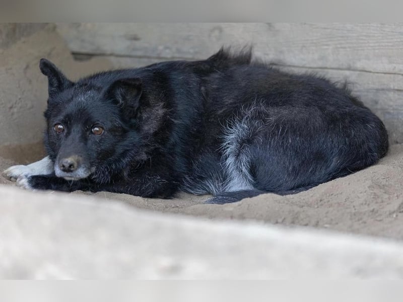 Unsichere Lara sucht liebevolles Zuhause