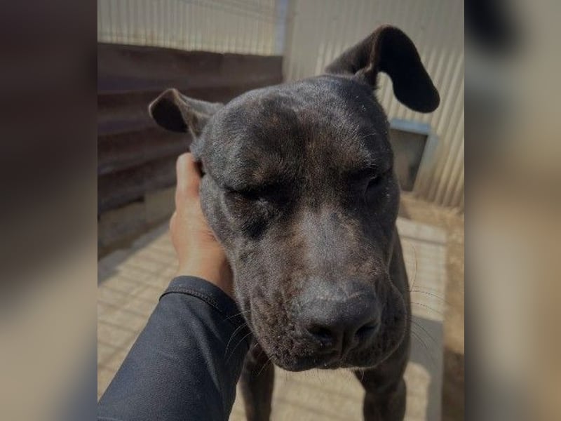 Unsere freundliche Luna sucht ein liebevolles Zuhause
