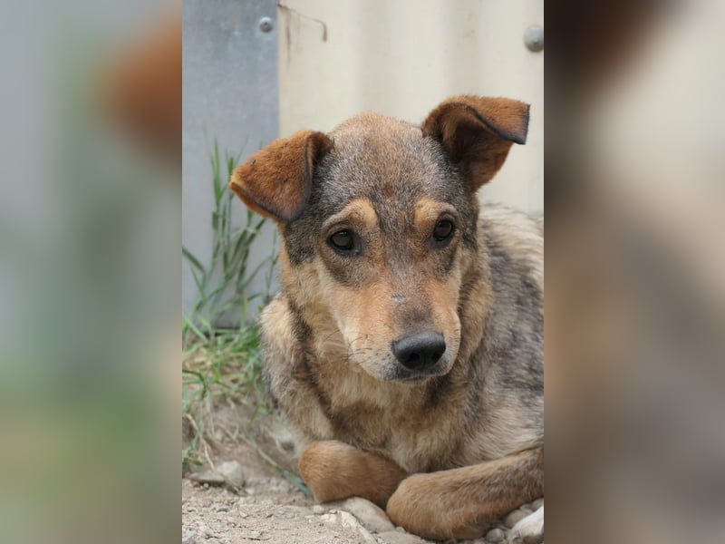 Aika sucht liebevolles Zuhause