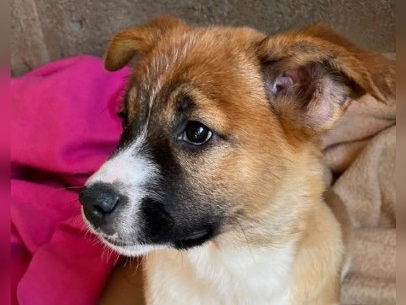 sußes Hundemädchen TILDA sucht liebevolles Zuhause