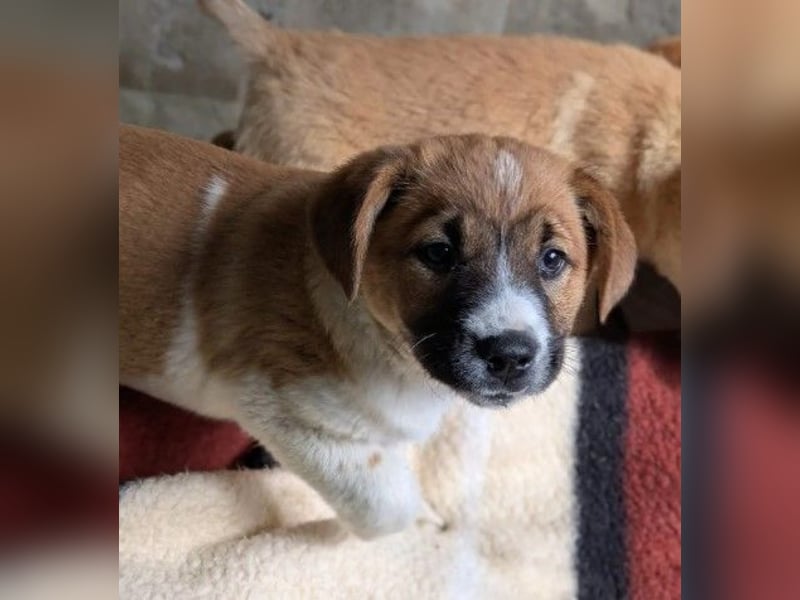 sußes Hundemädchen TILDA sucht liebevolles Zuhause
